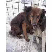 Foto dell\'animale Com.di Giugliano in Camp. - 380260010183737