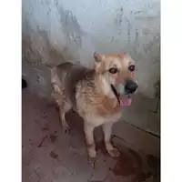 Foto dell\'animale Com.di Giugliano in Camp. - 380260042346518