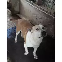Foto dell\'animale Com.di Giugliano in Camp. - 380260042351614