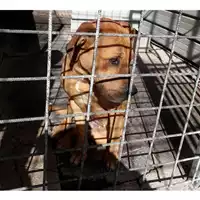 Foto dell\'animale Com.di Giugliano in Camp. - 380260042422053