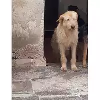 Foto dell\'animale Com.di Giugliano in Camp. - 380260002779024