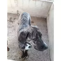 Foto dell\'animale Com.di Giugliano in Camp. - 380260042744970