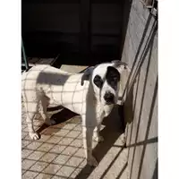 Foto dell\'animale Com.di Marano di Napoli - 380260042401109