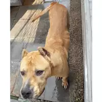 Foto dell\'animale Com.di Marano di Napoli - 380260042718927