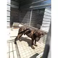 Foto dell\'animale Com.di Marano di Napoli - 380260042717641