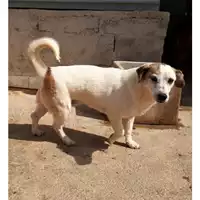 Foto dell\'animale Com.di Giugliano in Camp. - 380260004031190