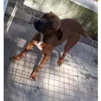 Foto dell\'animale Com.di Marano di Napoli - 380260004031294