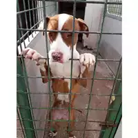 Foto dell\'animale Com.di Quarto - 380260004038279