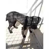 Foto dell\'animale Com.di Marano di Napoli - 380260004035029