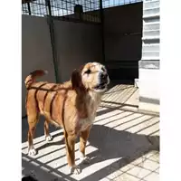 Foto dell\'animale Com.di Marano di Napoli - 380260042744890