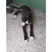 Foto dell\'animale Com.di Marano di Napoli - 380260004031014