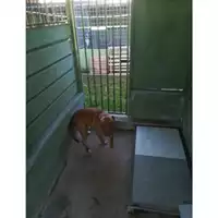 Foto dell\'animale Com.di Marano di Napoli - 380260044490310