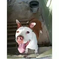 Foto dell\'animale Com.di Giugliano in Camp. - 380260044487170