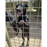 Foto dell\'animale Com.di Giugliano in Camp. - 380260044844218