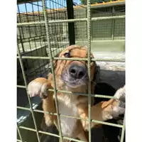 Foto dell\'animale Com.di Giugliano in Camp. - 380260002779391