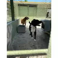 Foto dell\'animale Com.di Giugliano in Camp. - 380260002777660