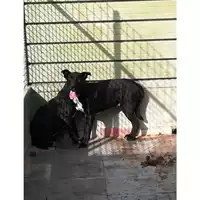 Foto dell\'animale Com.di Giugliano in Camp. - 380260044491548