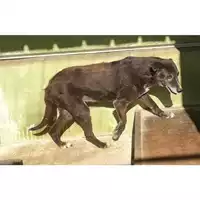 Foto dell\'animale Com.di Giugliano in Camp. - 380260040141166