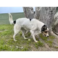 Foto dell\'animale Com.di Giugliano in Camp. - 380260002779389