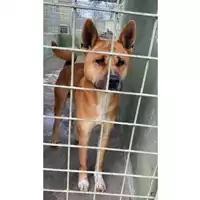 Foto dell\'animale Castellammare di Stabia - 380260043477458