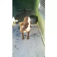 Foto dell\'animale Castellammare di Stabia - 380260043502519