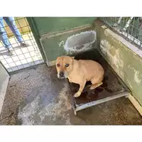 Foto dell\'animale Castellammare di Stabia - 380260043503241