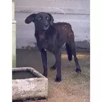 Foto dell\'animale Castellammare di Stabia - 380260040850861