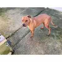 Foto dell\'animale Castellammare di Stabia - 380260043476434