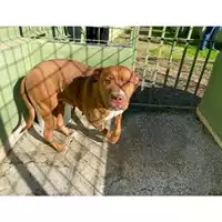 Foto dell\'animale Castellammare di Stabia - 968000010058380
