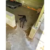 Foto dell\'animale Castellammare di Stabia - 380260040854720