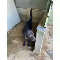 Foto dell\'animale Castellammare di Stabia - 380260043089443