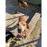 Foto dell\'animale Castellammare di Stabia - 380260010313648