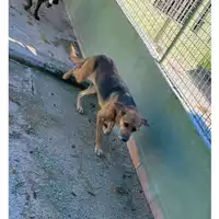 Foto dell\'animale Castellammare di Stabia - 380260043507381