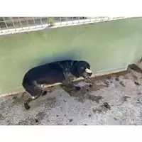 Foto dell\'animale Castellammare di Stabia - 380260043505641