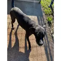 Foto dell\'animale Castellammare di Stabia - 380260043068177