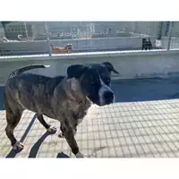 Foto dell\'animale Castellammare di Stabia - 380260043962765