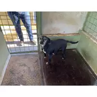 Foto dell\'animale Castellammare di Stabia - 380260041267210