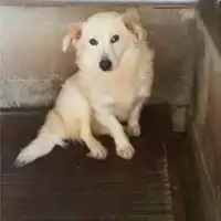 Foto dell\'animale Castellammare di Stabia - 380260140037734