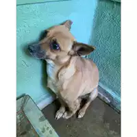 Foto dell\'animale Castellammare di Stabia - 380260043990729