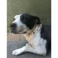 Foto dell\'animale Castellammare di Stabia - 380260044513575