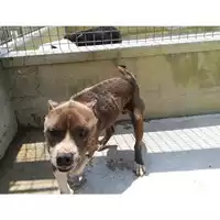 Foto dell\'animale Castellammare di Stabia - 380260170028815