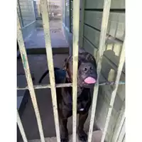 Foto dell\'animale Com.di Giugliano in Camp. - 380260045060494