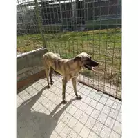 Foto dell\'animale Com.di Giugliano in Camp. - 380260045062436