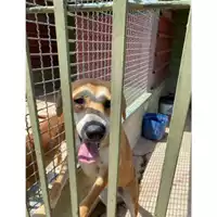 Foto dell\'animale Com.di Giugliano in Camp. - 380260045061893