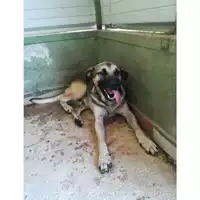 Foto dell\'animale Com.di Giugliano in Camp. - 380260045058614