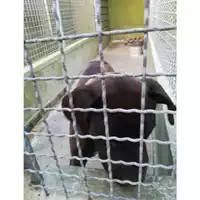 Foto dell\'animale Com.di Giugliano in Camp. - 380260045062593