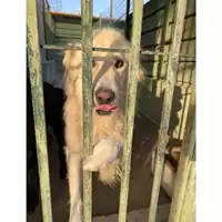 Foto dell\'animale Com.di Giugliano in Camp. - 380260044878705