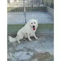 Foto dell\'animale Com.di Giugliano in Camp. - 380260044483151