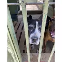 Foto dell\'animale Com.di Giugliano in Camp. - 380260043876072