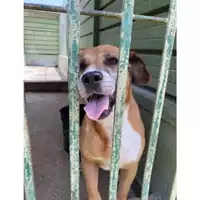 Foto dell\'animale Com.di Giugliano in Camp. - 380260010205666